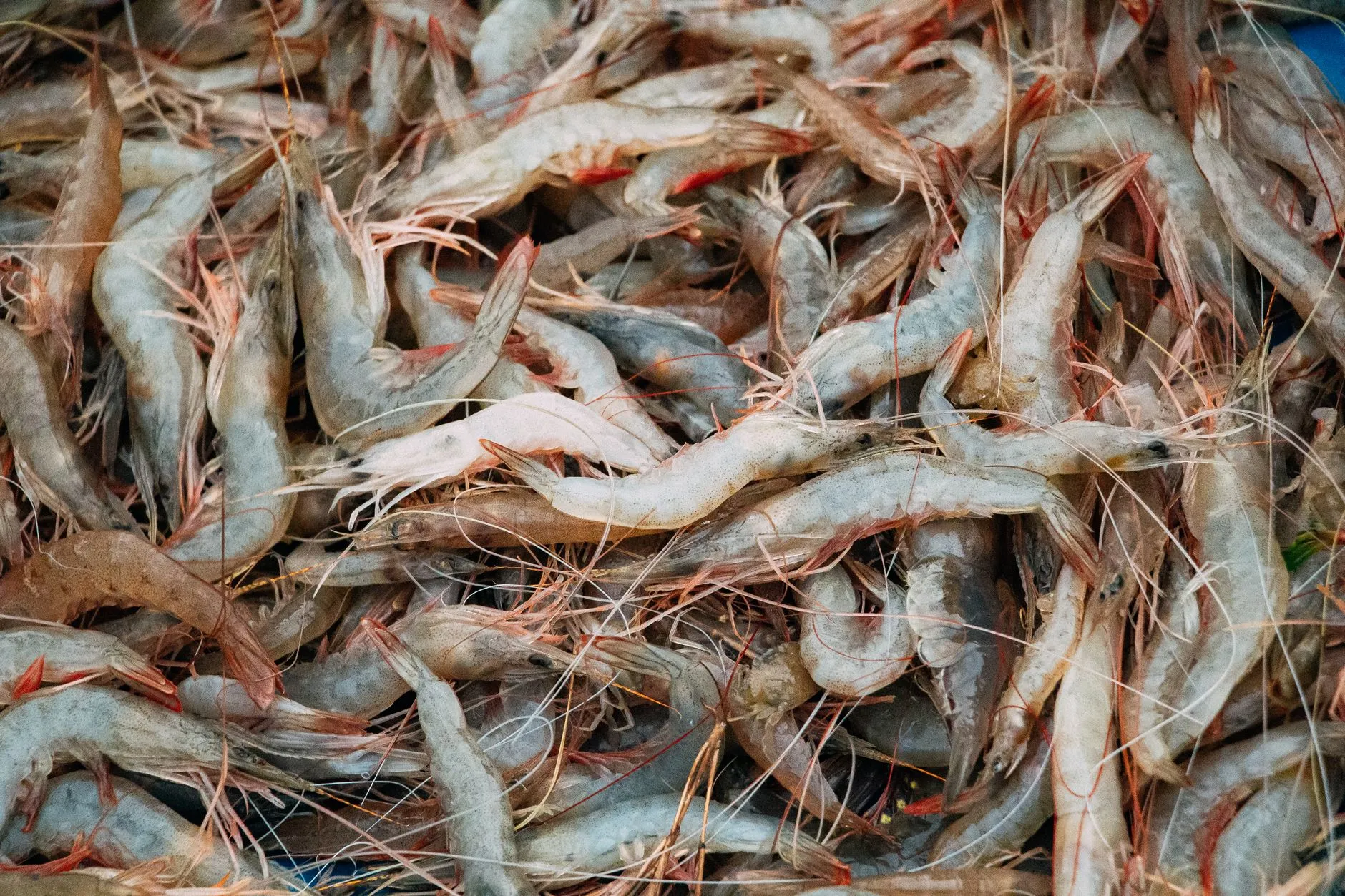 Mangalorean Podi Prawns