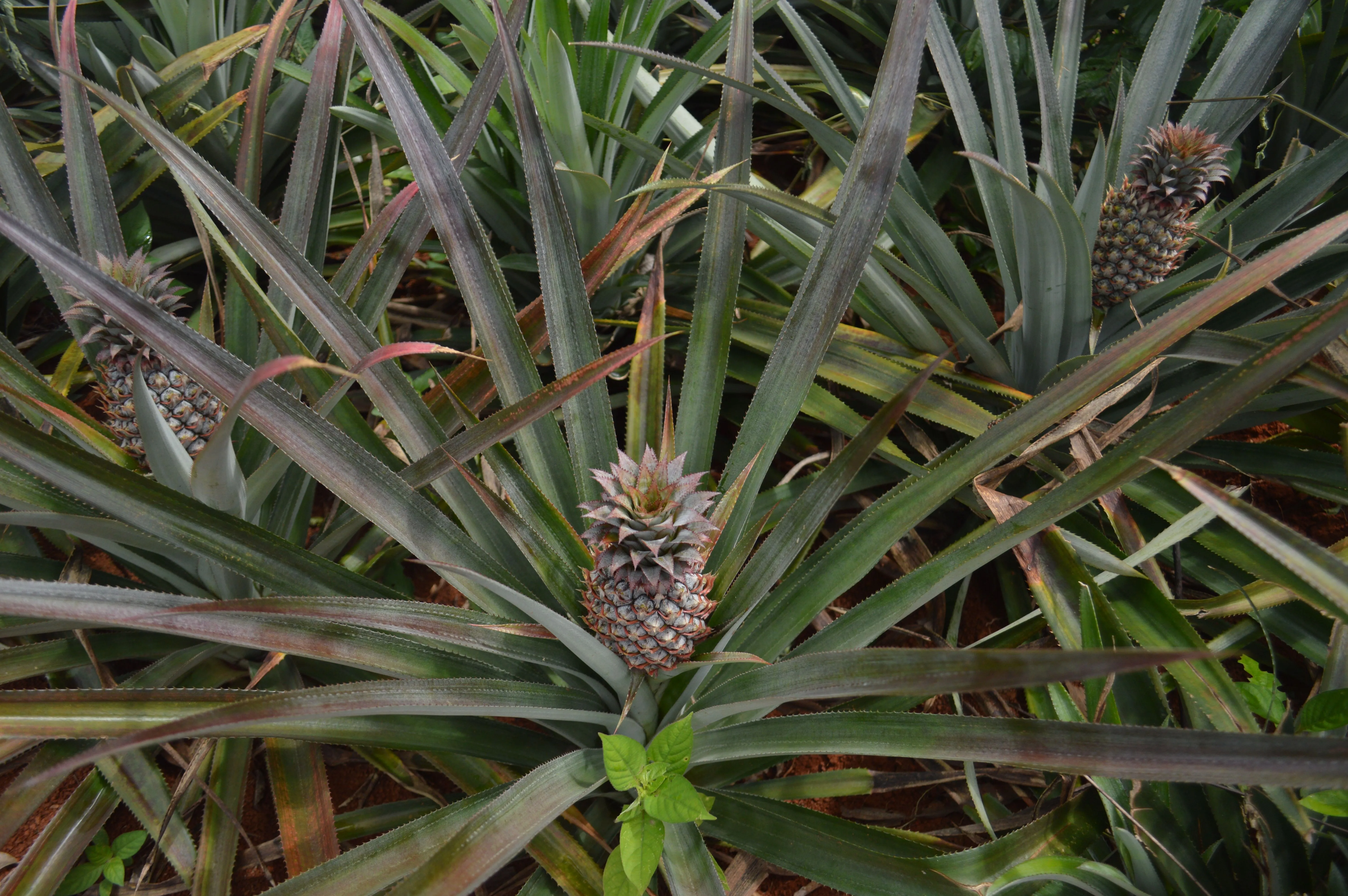 Udupi Pineapple Gojju