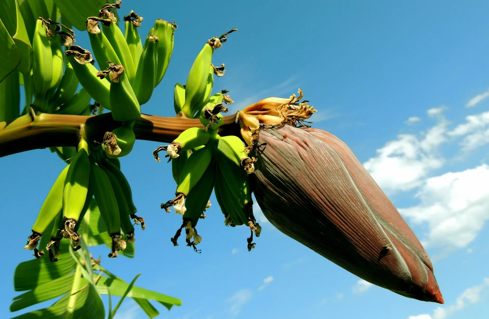 Malabar Banana Flower Thoran