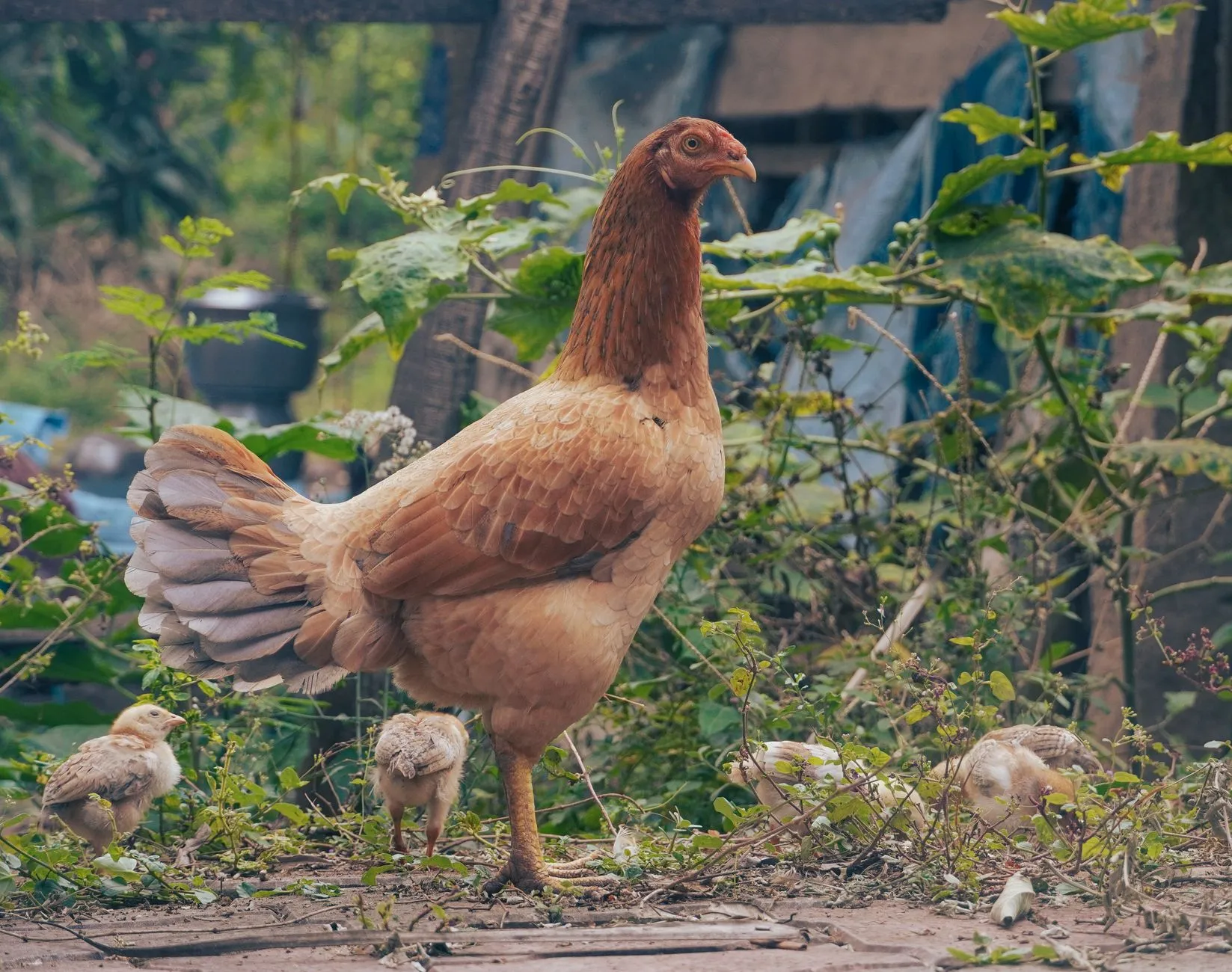Authentic Madurai Kariveppilai Chicken Kuzhambu